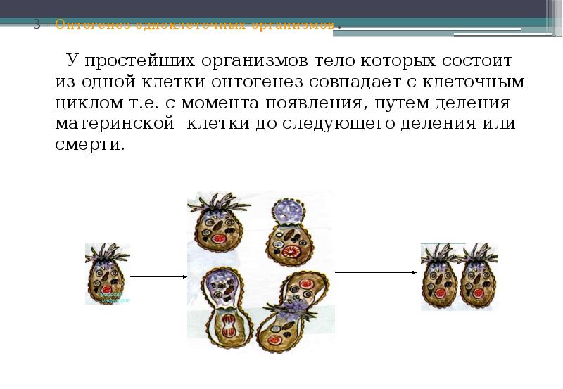 Индивидуальное развитие организма тест. Онтогенез одноклеточных и многоклеточных таблица. Онтогенез клетки. Онтогенез презентация 9 класс биология. Онтогенез растительной клетки.