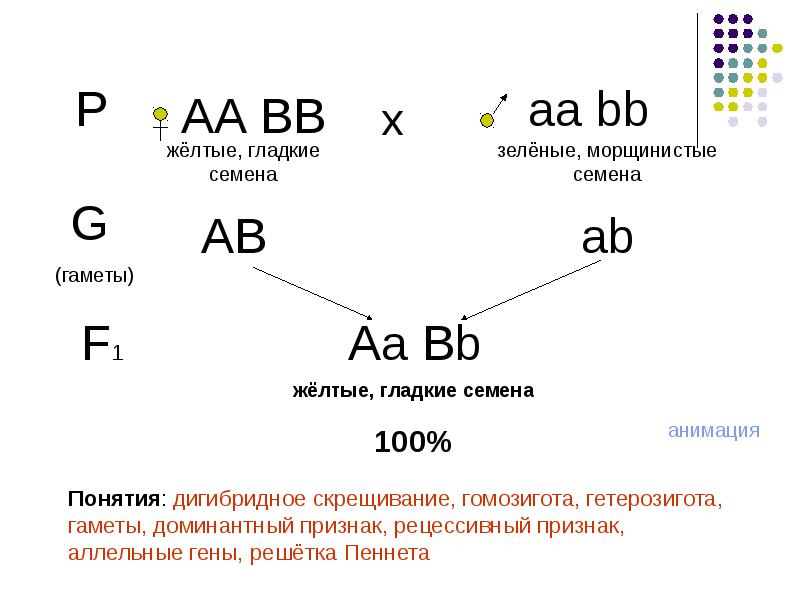 Законы менделя презентация