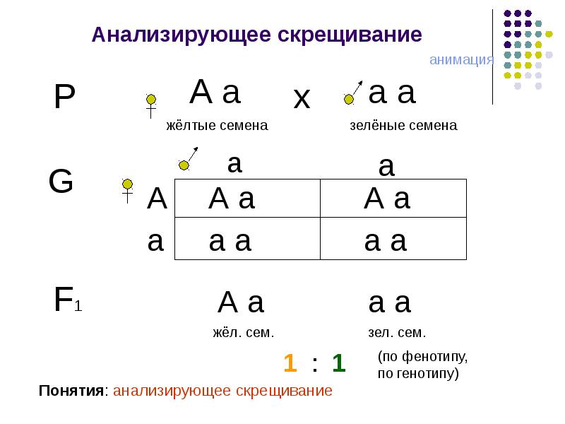 Презентация законы менделя 10 класс биология