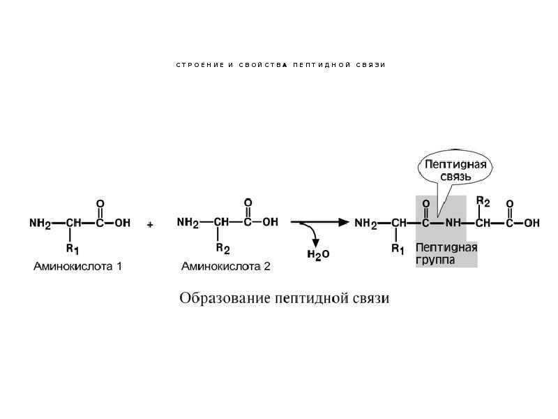 Схема пептидной связи