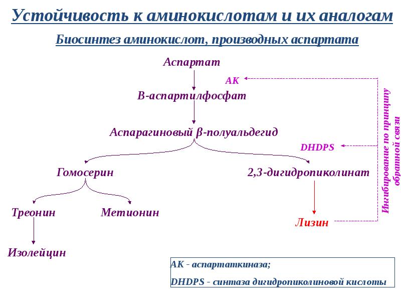 Биотехнология производства аминокислот презентация