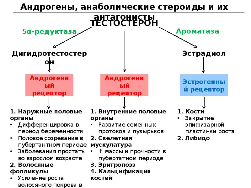 Гормоноподобные вещества презентация