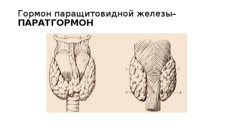 Гормоны паращитовидной железы