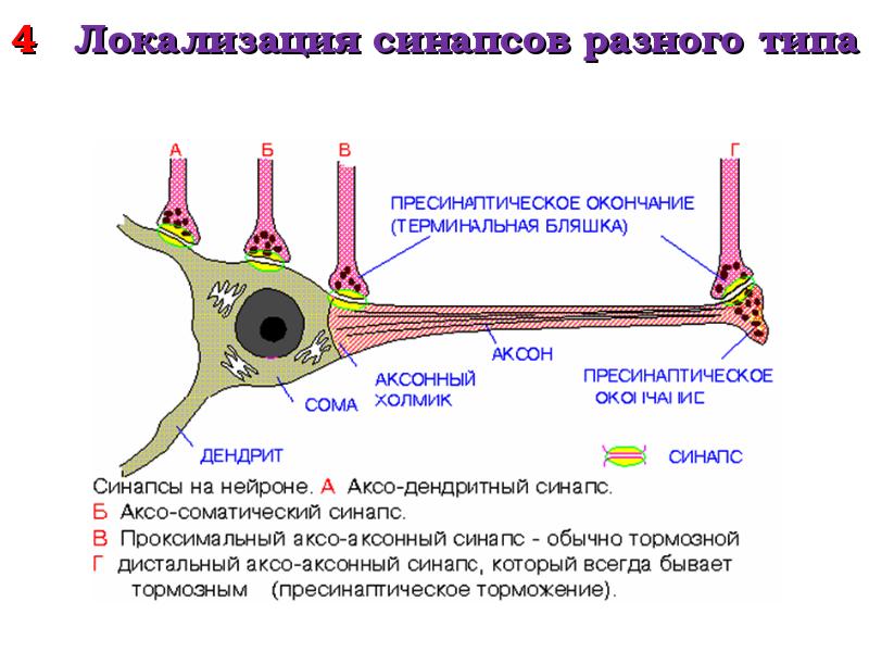 Схема строения межнейронного синапса