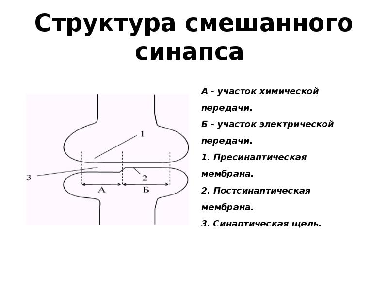 Механизм передачи химического синапса