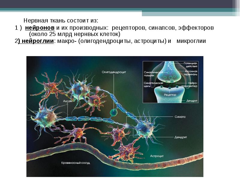 Нейрон фарм. Нервная система состоит из нейронов и. Нервные окончания рецепторы эффекторы. Объединение нейронов. Вспомогательные клетки нервной системы.