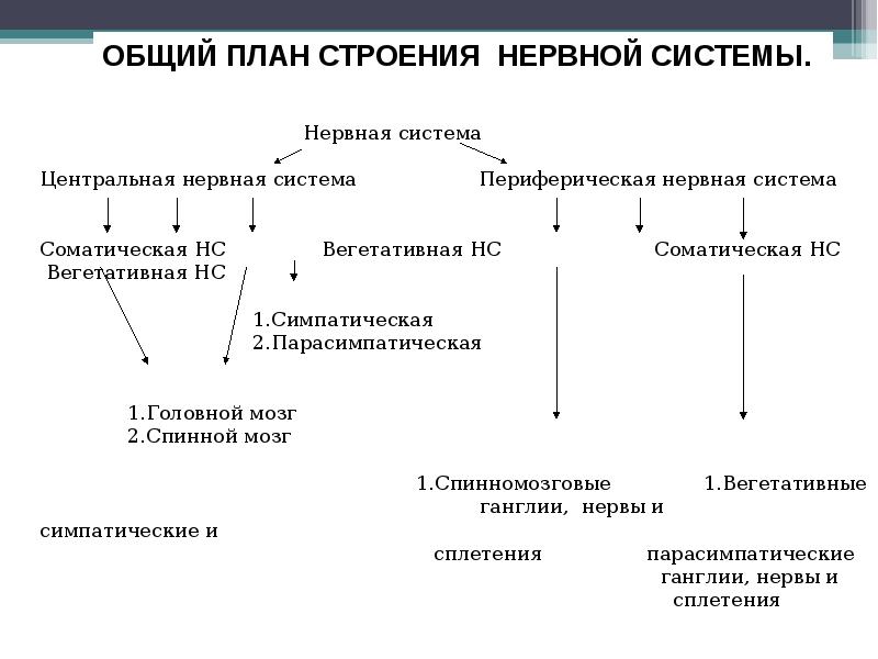 Какие структуры нервной системы. Общий план строения ЦНС. Общий план строения периферической нервной системы. Общий план строения нервной системы схема. Общий план строения и функции нервной системы.