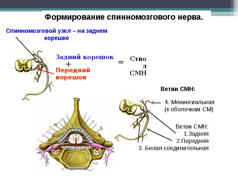 Задние ветви спинномозговых нервов. Ветви спинномозгового нерва. Образование ветвей спинномозгового нерва. Передние и задние ветви спинномозгового нерва. Спинномозговой нерв рисунок.