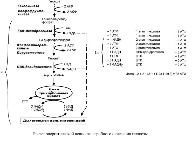 Схема полной цепи митохондриального окисления