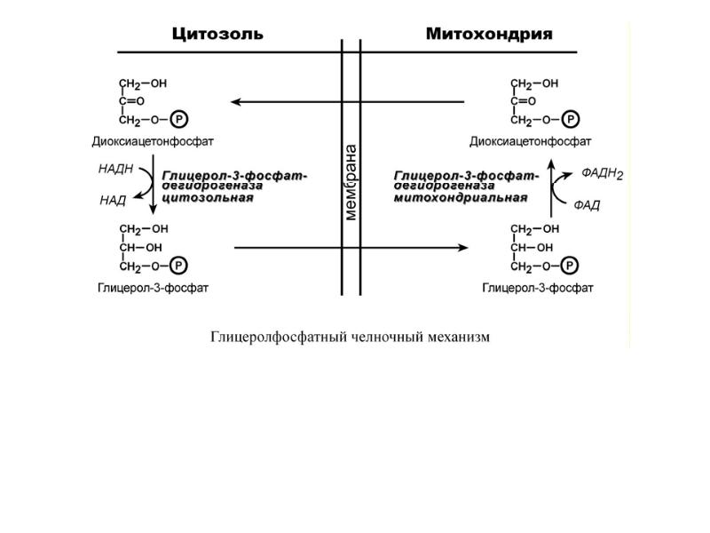 Схема окисления глицерола