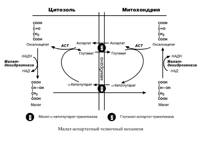 Челночный механизм. Малат-аспартатный челночный механизм. Схема малат аспартатного челночного механизма. Малат аспартатный челночный механизм биохимия. Малат-аспартатная челночная система реакции.