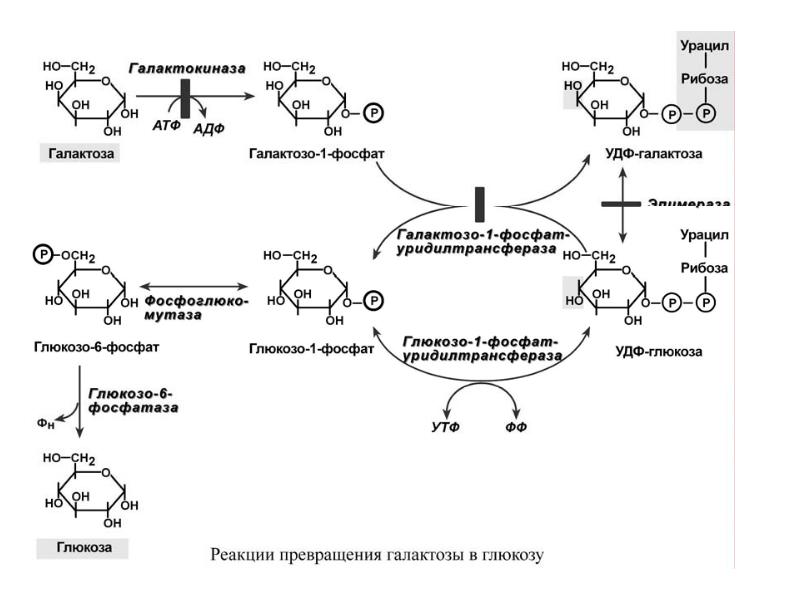 Обмен углеводов биохимия презентация