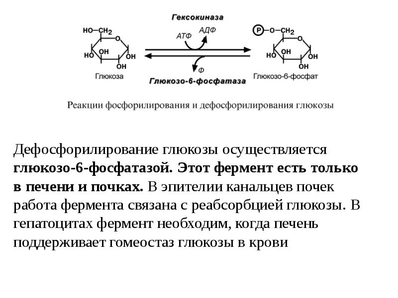 Печень атф. Реакция дефосфорилирования глюкозо-6-фосфат. Глюкозо 6 фосфатаза функции. Глюкозо-6-фосфатаза кофермент. Регуляция глюкозо-6-фосфатазы.
