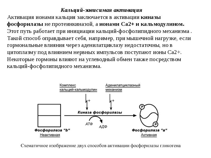 Обмен кальция презентация