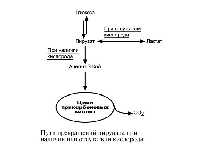 Схема образования лактата