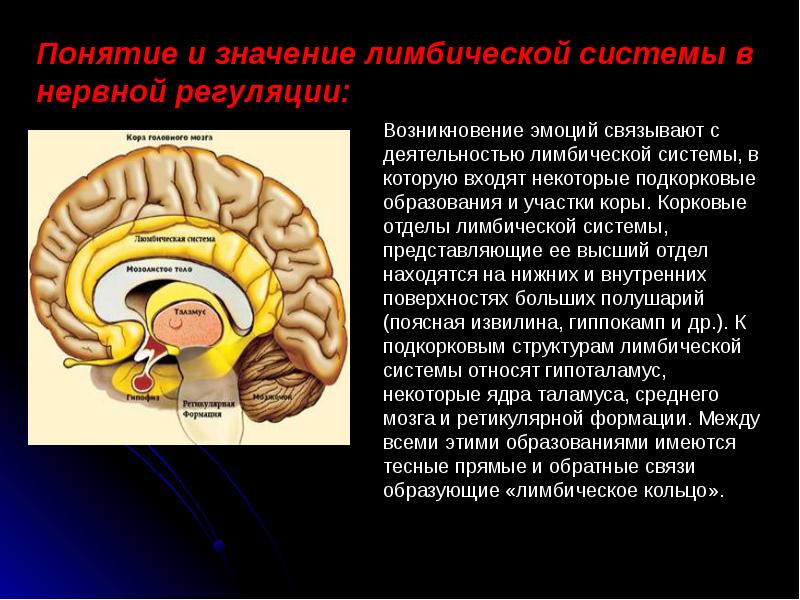 Подкорка головного мозга. Корковые и подкорковые структуры лимбической системы. Лимбическая система головного мозга функции структуры. Структура головного голова лимбическая система.