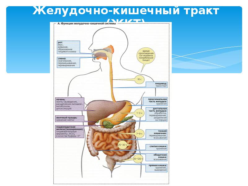 Строение желудка пищеварение в желудке. Схема желудочно-кишечный тракт системы. Строение и функции желудочно-кишечного тракта человека. Строение органов ЖКТ. Пищеварительный тракт человека.