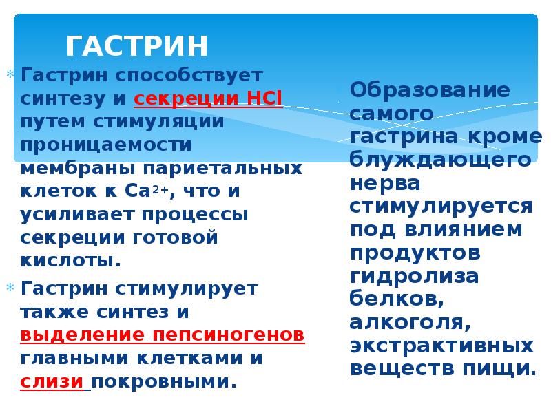 ГАСТРИН Гастрин способствует синтезу и секреции НСl путем стимуляции проницаемости мембраны