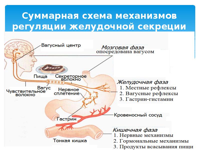 Суммарная схема механизмов регуляции желудочной секреции