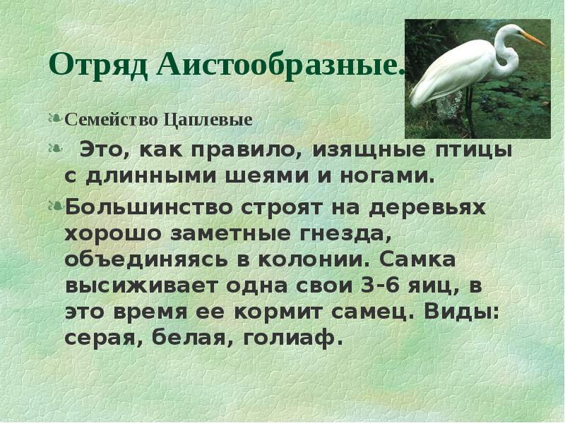 Птица относится к природе. Отряд голенастые признаки отряда. Семейства отряда Аистообразные. Отряд Аистообразные презентация. Аистообразные птицы презентация.