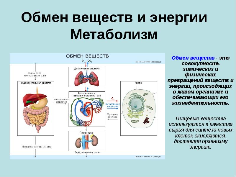 Обмен веществ и энергии Метаболизм Обмен веществ&nbsp;- это совокупность химических и