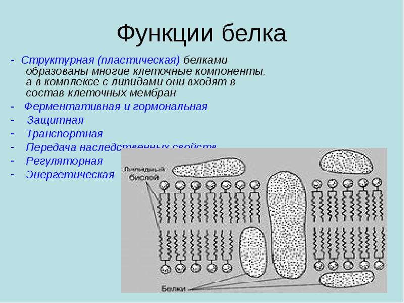 Функции белка - Структурная (пластическая) белками образованы многие клеточные компоненты, а