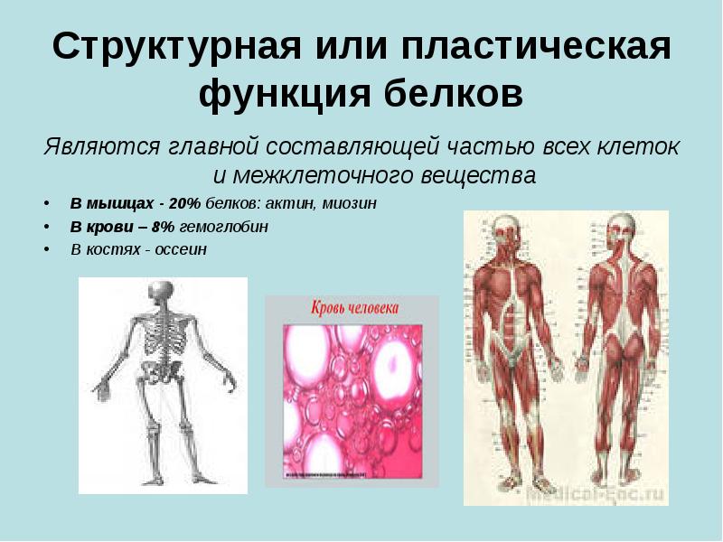 Структурная или пластическая функция белков Являются главной составляющей частью всех клеток