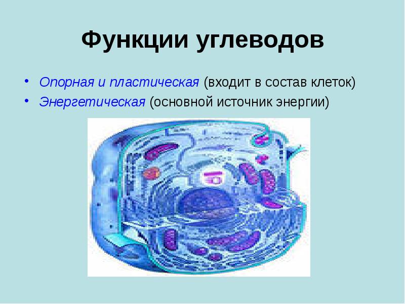 Функции углеводов Опорная и пластическая (входит в состав клеток) Энергетическая (основной