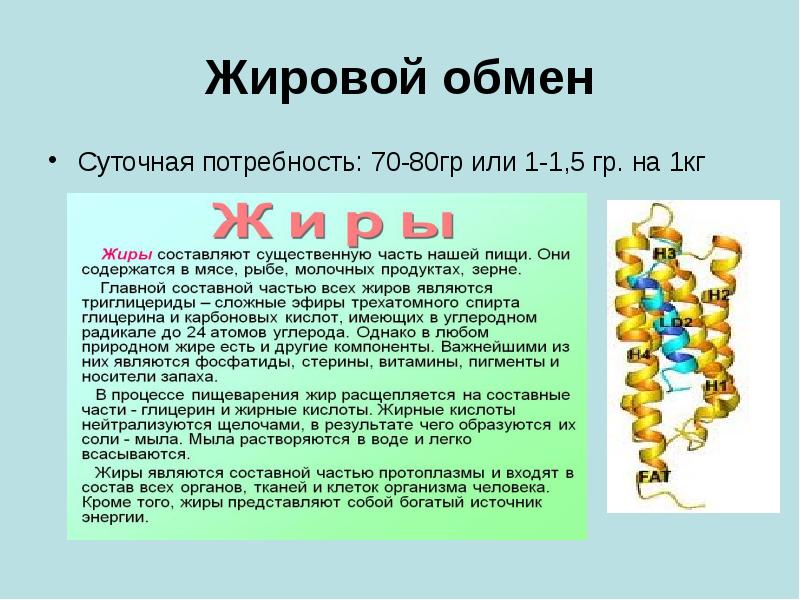 Жировой обмен Суточная потребность: 70-80гр или 1-1,5 гр. на 1кг
