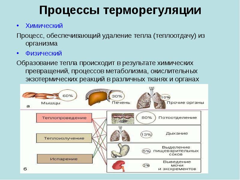 Процессы терморегуляции Химический Процесс, обеспечивающий удаление тепла (теплоотдачу) из организма Физический