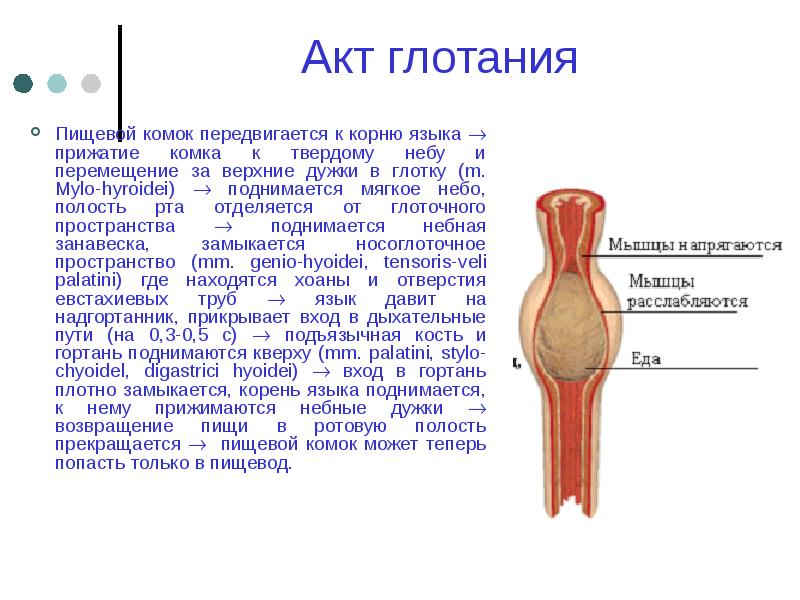 Акт глотания