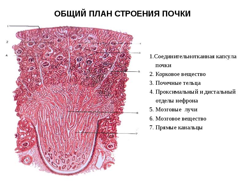 Выделительная система гистология презентация