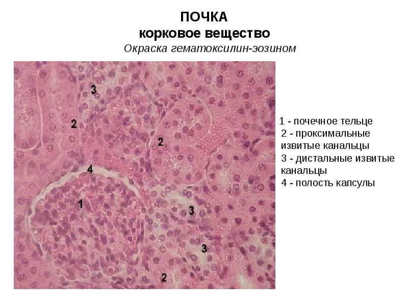 Выделительная система гистология презентация