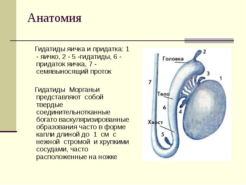 Анатомия    Гидатиды яичка и придатка: 1 - яичко,