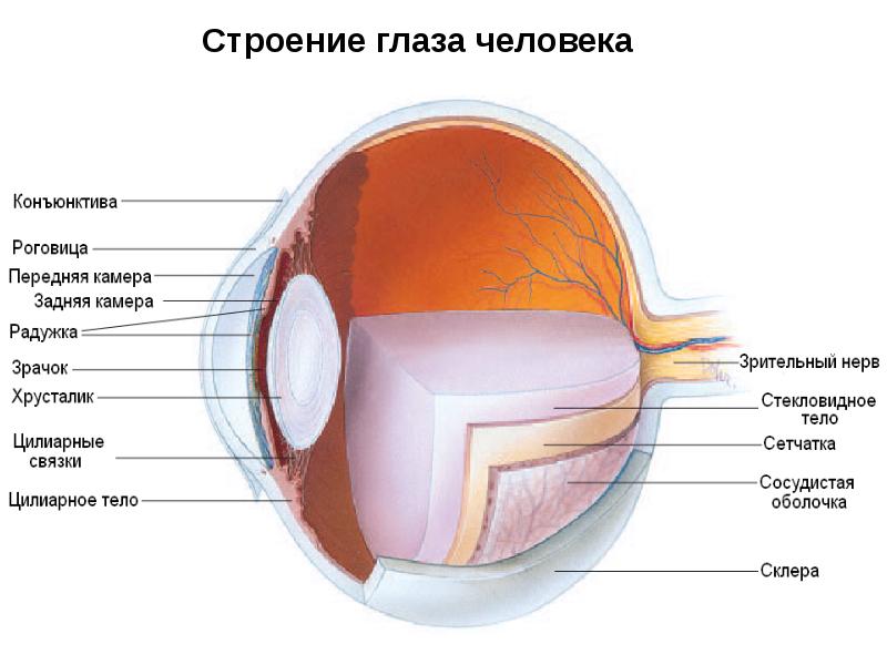 Какой буквой на рисунке обозначена оболочка глаза в которой располагаются зрительные рецепторы