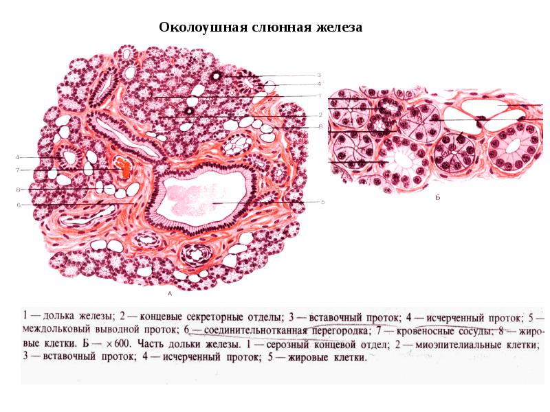 Околоушная железа рисунок