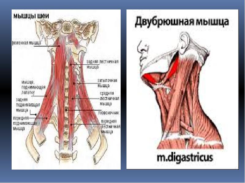 Двубрюшная мышца. Двубрюшная мышца шеи анатомия. Мышцы шеи двубрюшная мышца. Иннервация двубрюшной мышцы. Заднее брюшко двубрюшной мышцы латынь.