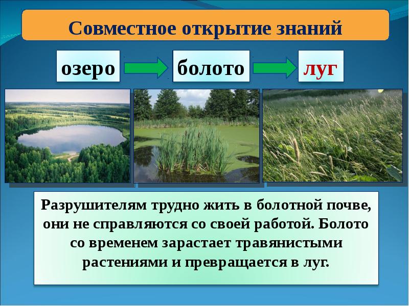 Презентация по биологии на тему экосистема