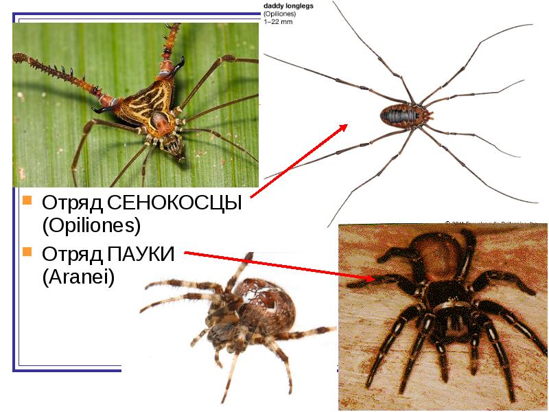 Характеристика сенокосцев. Отряд сенокосцы. Кто относится к сенокосцам. Кто относится к сенокосцам. Сенокосец.