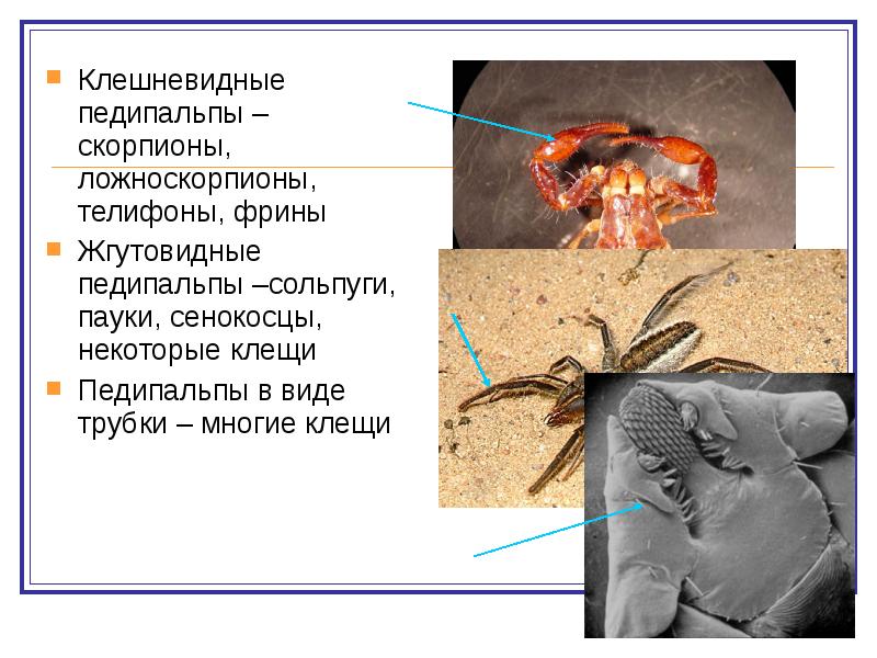 Хелицеры и педипальпы это