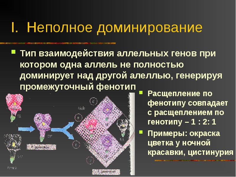 Взаимодействие генов презентация