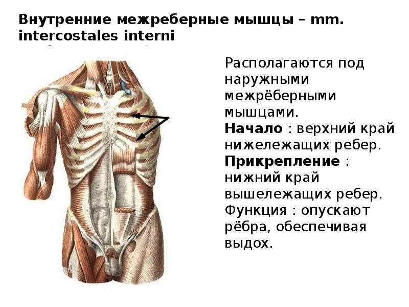 Мышцы человека презентация 8 класс