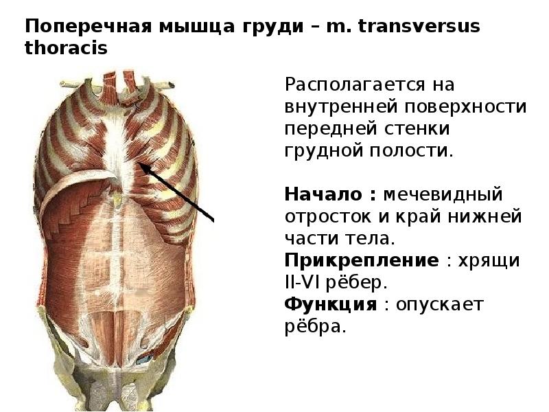 Строение грудной стенки