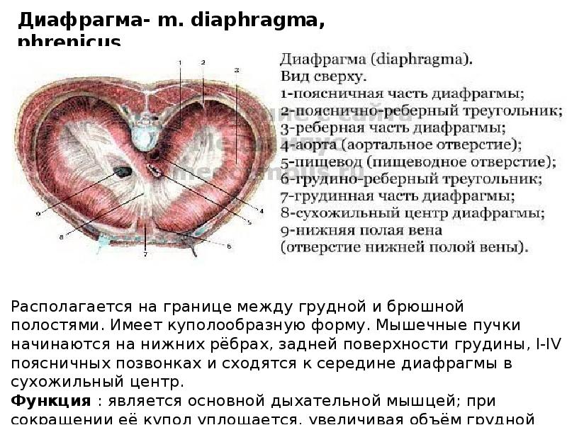 Особенности диафрагмы. Диафрагма строение топография и функции. Пояснично реберный треугольник диафрагмы. Части и отверстия диафрагмы. Мышечная часть диафрагмы.