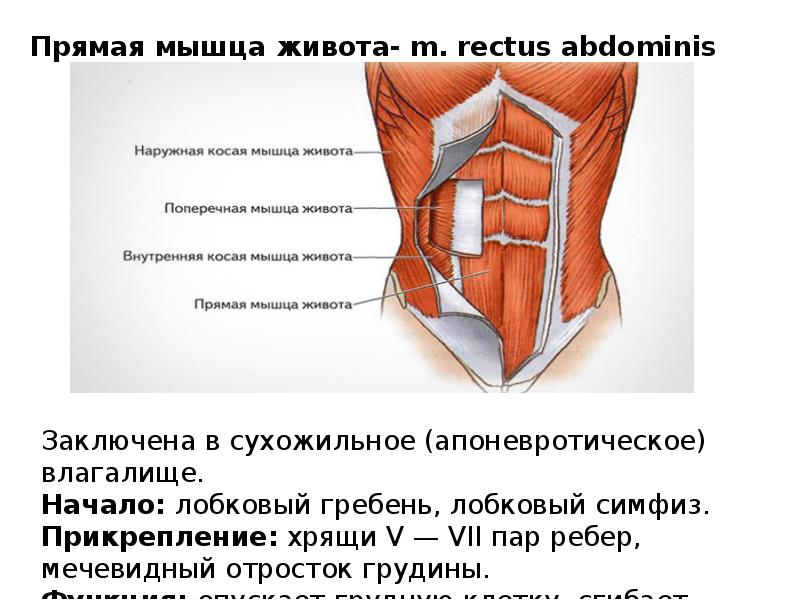 Мышцы живота функции. Наружная косая мышца живота латынь. Наружная косая мышца живота прикрепление. Функция наружной косой мышцы живота. Прикрепление наружной косой мышцы живота.