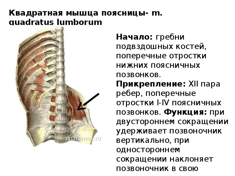 квадратная мышца поясницы функции. квадратная мышца поясницы. синдром квадратной мышцы поясницы. квадратная поясничная мышца. мышцы спины анатомия квадратная мышца поясницы.