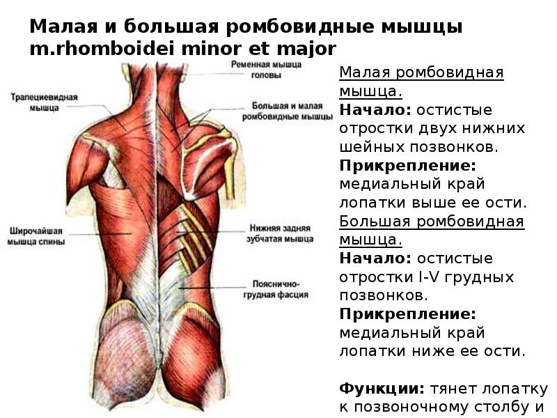 Схема мышцы спины с названиями