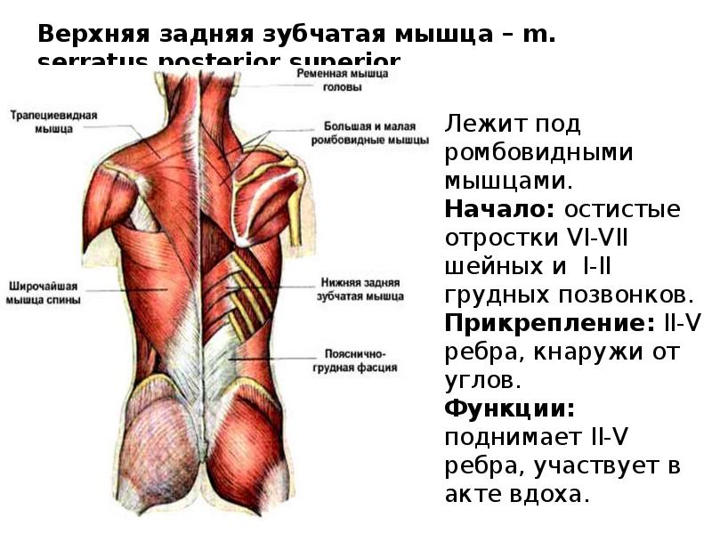 Мышцы спины и ребра. Верхняя задняя зубчатая мышца спины функции. Мышцы спины верхняя задняя зубчатая мышца функция. Мышцы спины глубокие и поверхностные анатомия.