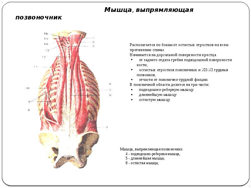 Мышца разгибает