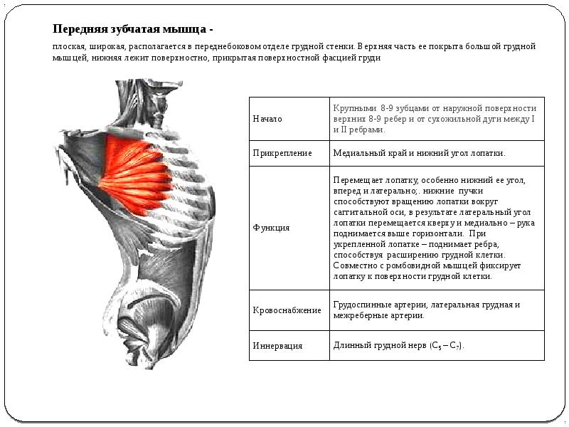 Части мышцы. Функции передней зубчатой мышцы. Кровоснабжение передней зубчатой мышцы. Место прикрепления передней зубчатой мышцы. Передняя зубчатая мышца иннервация.